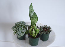Load image into Gallery viewer, group of 4 small beginner indoor plants
