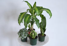 Load image into Gallery viewer, 4 small simple indoor plants