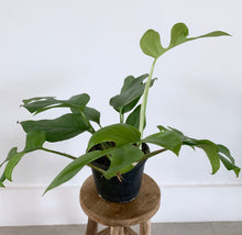 Load image into Gallery viewer, Monstera Ginny Full