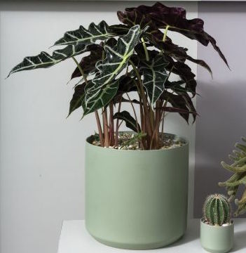 sage green plant pots Sage Pot – Outside In