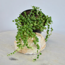 Load image into Gallery viewer, String of Pearls | 4 Inch