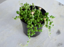 Load image into Gallery viewer, String of Pearls | 4 Inch