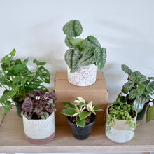Load image into Gallery viewer, Gift 3 Months: Planty Box