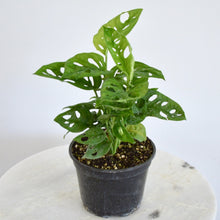 Load image into Gallery viewer, swiss cheese plant 6 inch