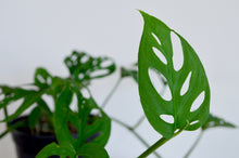 Load image into Gallery viewer, Swiss Cheese Plant Leaf closeup