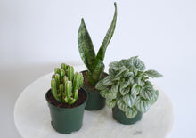 Load image into Gallery viewer, fairy cactus, snake plant, and peperomia front plants