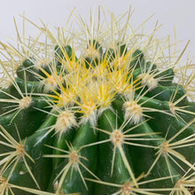 Load image into Gallery viewer, Golden Barrel Cactus - 6 Inch
