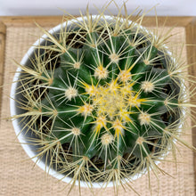 Load image into Gallery viewer, Golden Barrel Cactus - 6 Inch