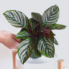 Load image into Gallery viewer, green plant with pink pinstripes