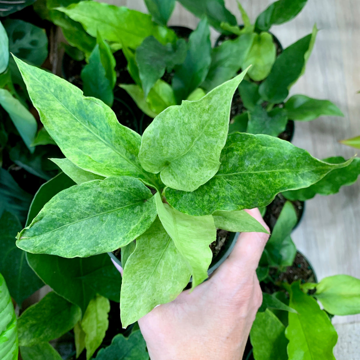 Anthurium Hookeri Variegata - 4 Inch  Outside In