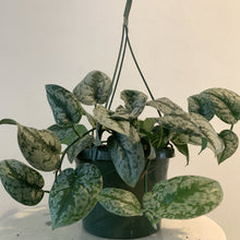 Load image into Gallery viewer, Silver Satin Pothos