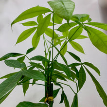 Load image into Gallery viewer, Money Tree - 6 Inch
