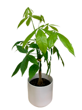 Load image into Gallery viewer, Money Tree - 6 Inch