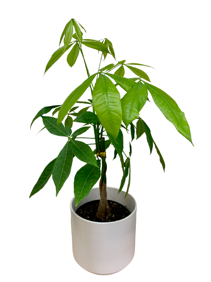 money tree six leaves Money Tree