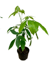 Load image into Gallery viewer, Money Tree - 6 Inch