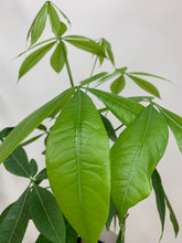 Load image into Gallery viewer, Money Tree - 6 Inch