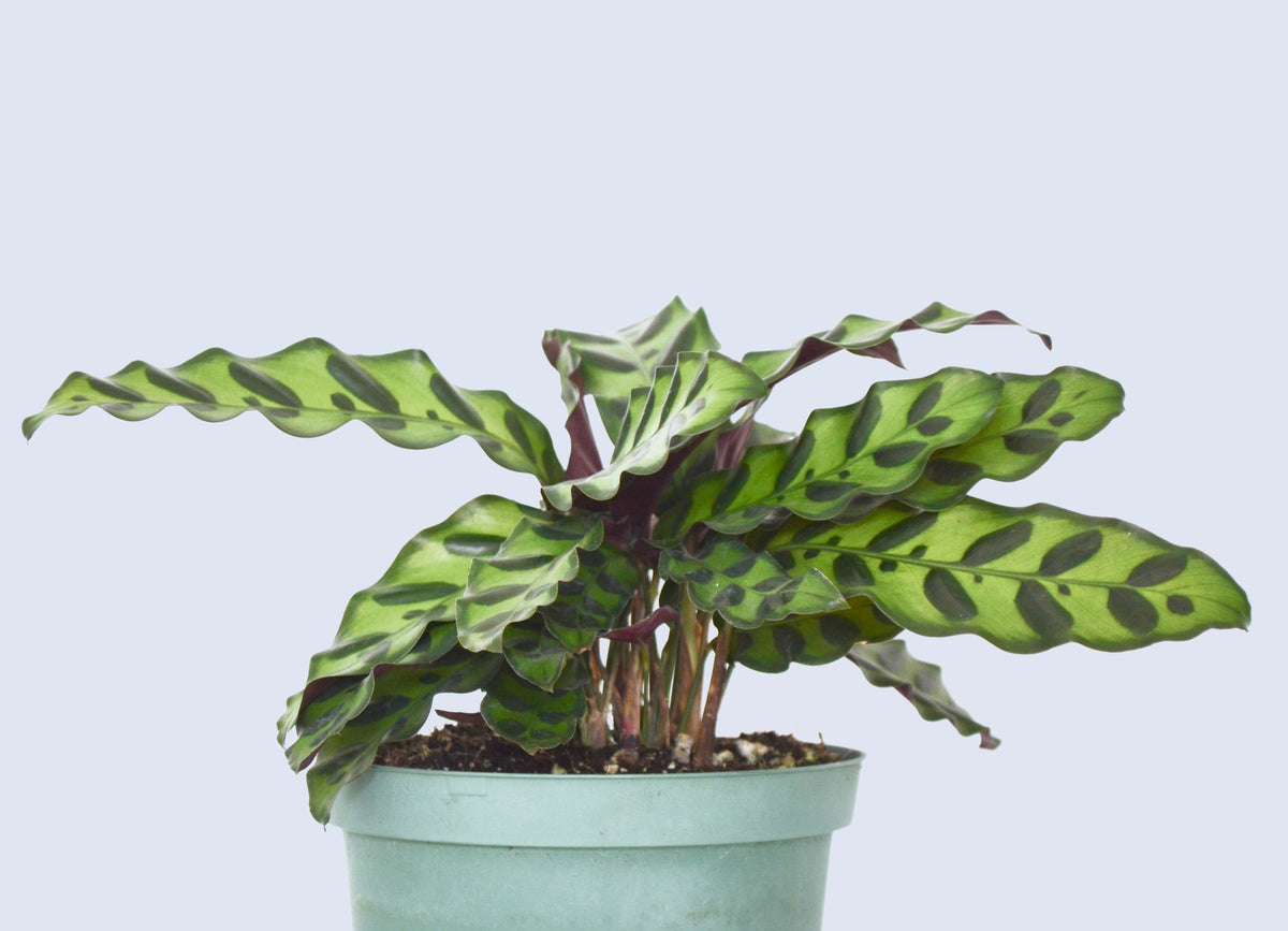 Rattlesnake Calathea PetFriendly Plants Outside In