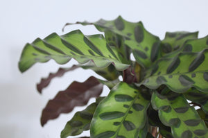 closeup rattlesnake plant leaves