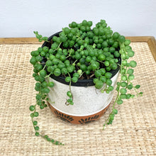Load image into Gallery viewer, String of Pearls | 4 Inch