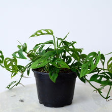 Load image into Gallery viewer, Monstera Adansonii Indoor Plant