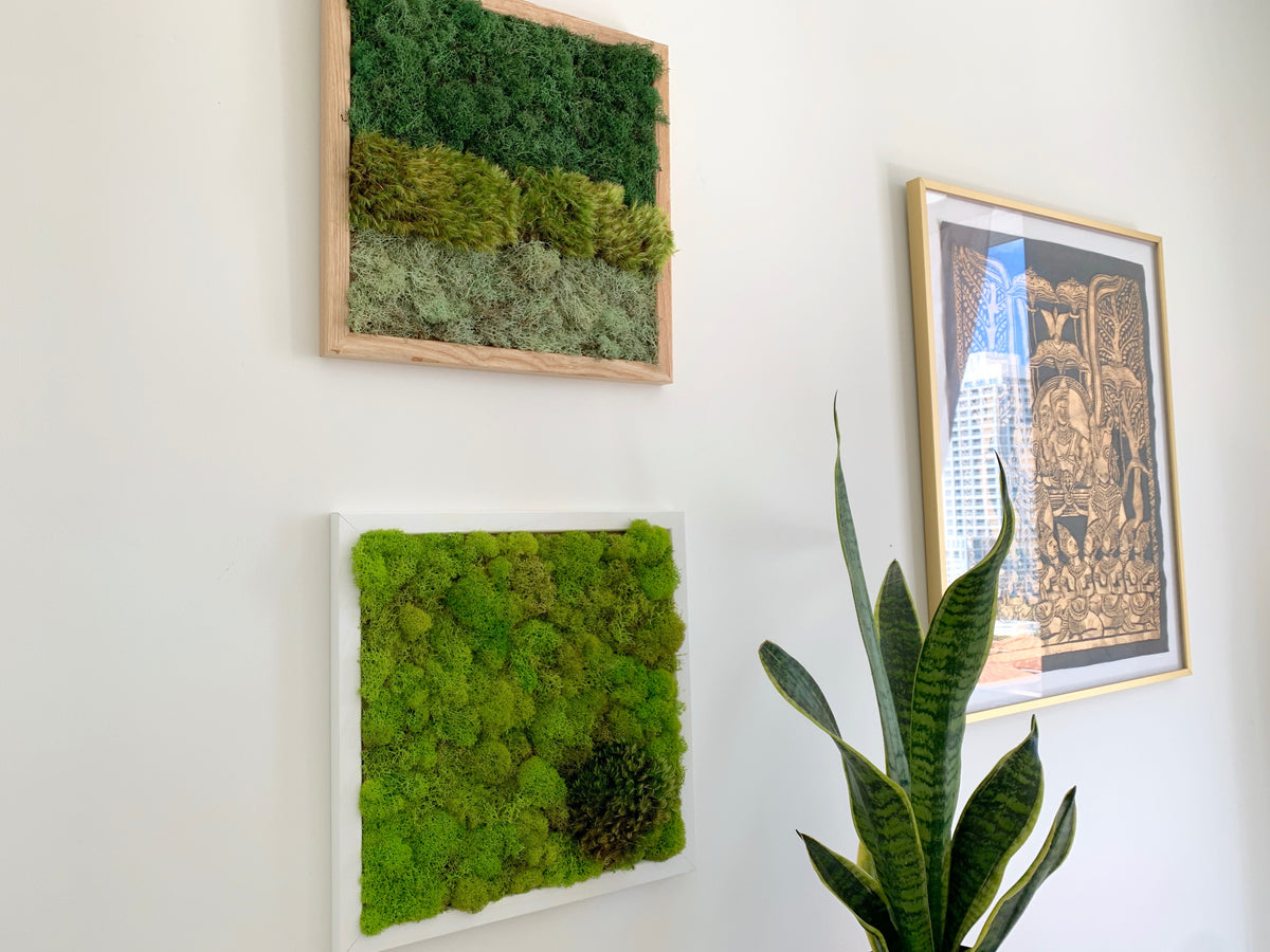 30 x 42 Moss Art with ornate white Frame – GrowUp Greenwalls