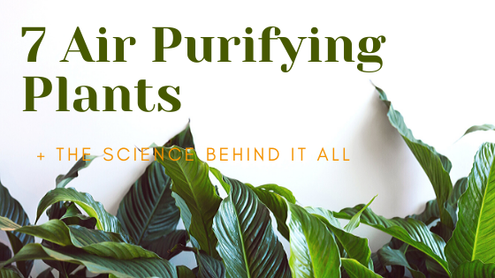 7 Air Purifying Houseplants That Are Easy to Care for (+ the Research)