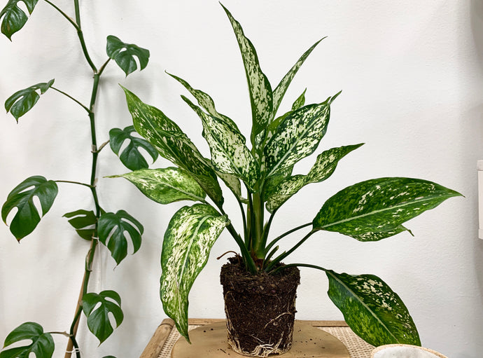 Aglaonema White 'Wintry Winehouse': In-Depth Bio & Care Guide