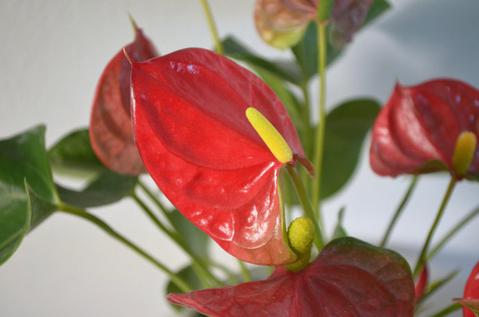 Blossoming Beauty: Discovering the Charmed World of Blooming Houseplants