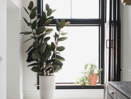 Ficus elastica Burgundy | Rubber Plant: In-Depth Bio & Care Guide