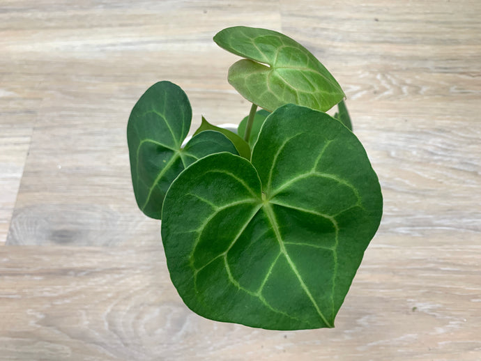 Anthurium Pterodactyl: All About the Quirky Houseplant