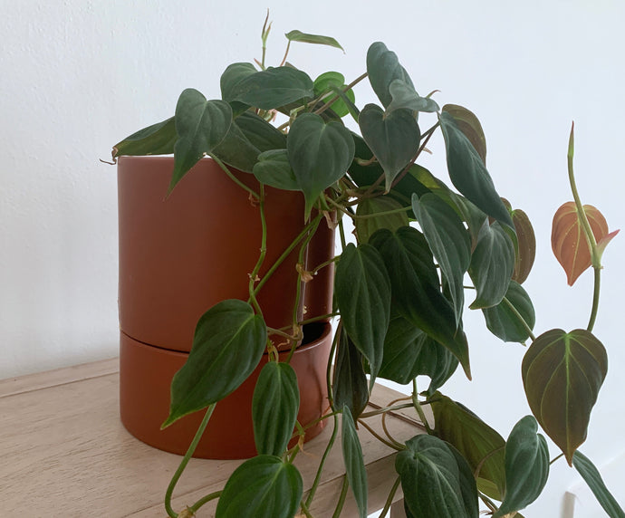 We Tested A Self-Watering Houseplant Pot: Here’s How & Why to Use Them