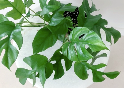 philodendron lickety split Philodendron 'Lickety Split' – Lichen or Knot Plant Company LLC main image 0