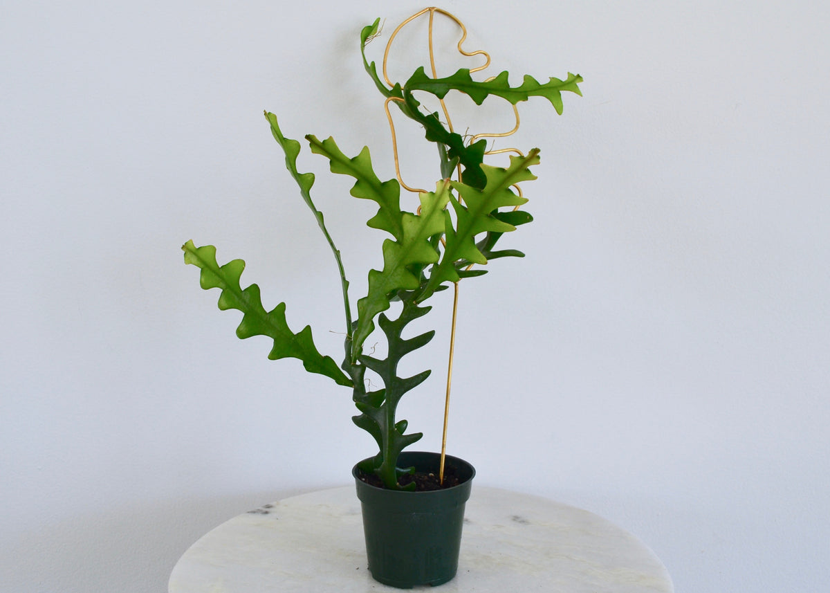 Ric Rac Cactus Roots Ric Rac Cactus: A Comprehensive Guide β Outside In