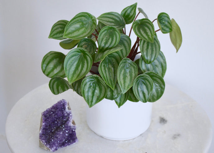Watermelon Peperomia Complete Houseplant Guide