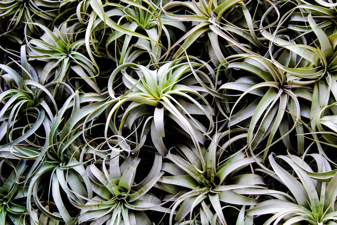 Unearth the Magic: Exploring Air Plants and Soil-Free Greenery
