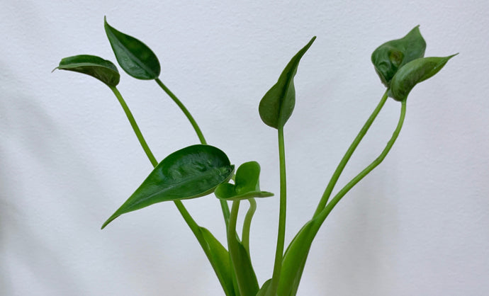 Alocasia Tiny Dancers: An Enchanting Marvel of Nature