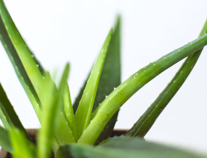 How to Harvest Your Aloe Vera (Plus 2 Convenient Uses!)