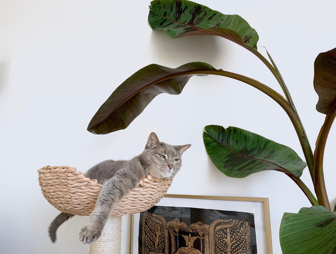 10 Cat-Safe Houseplants That Are a Cinch to Grow