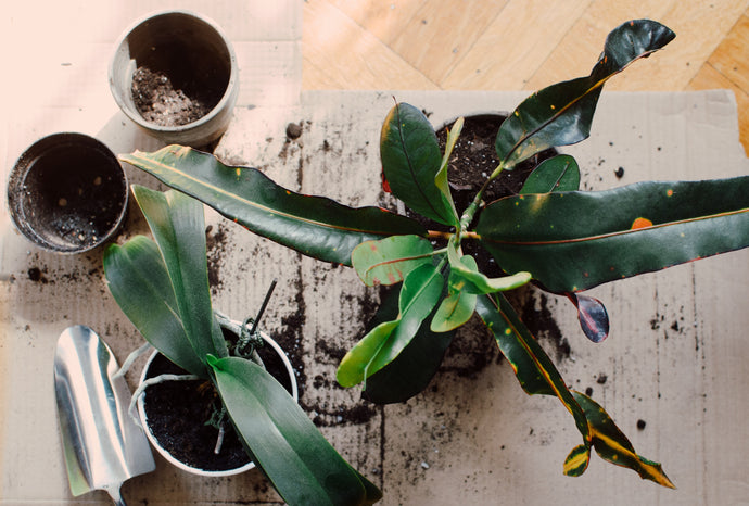 How to Get Rid of Gnats in Indoor Plants Naturally