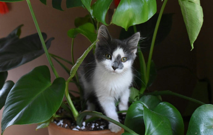 Pet-Safe Plants | Cultivating a Green Haven for Your Furry Friends