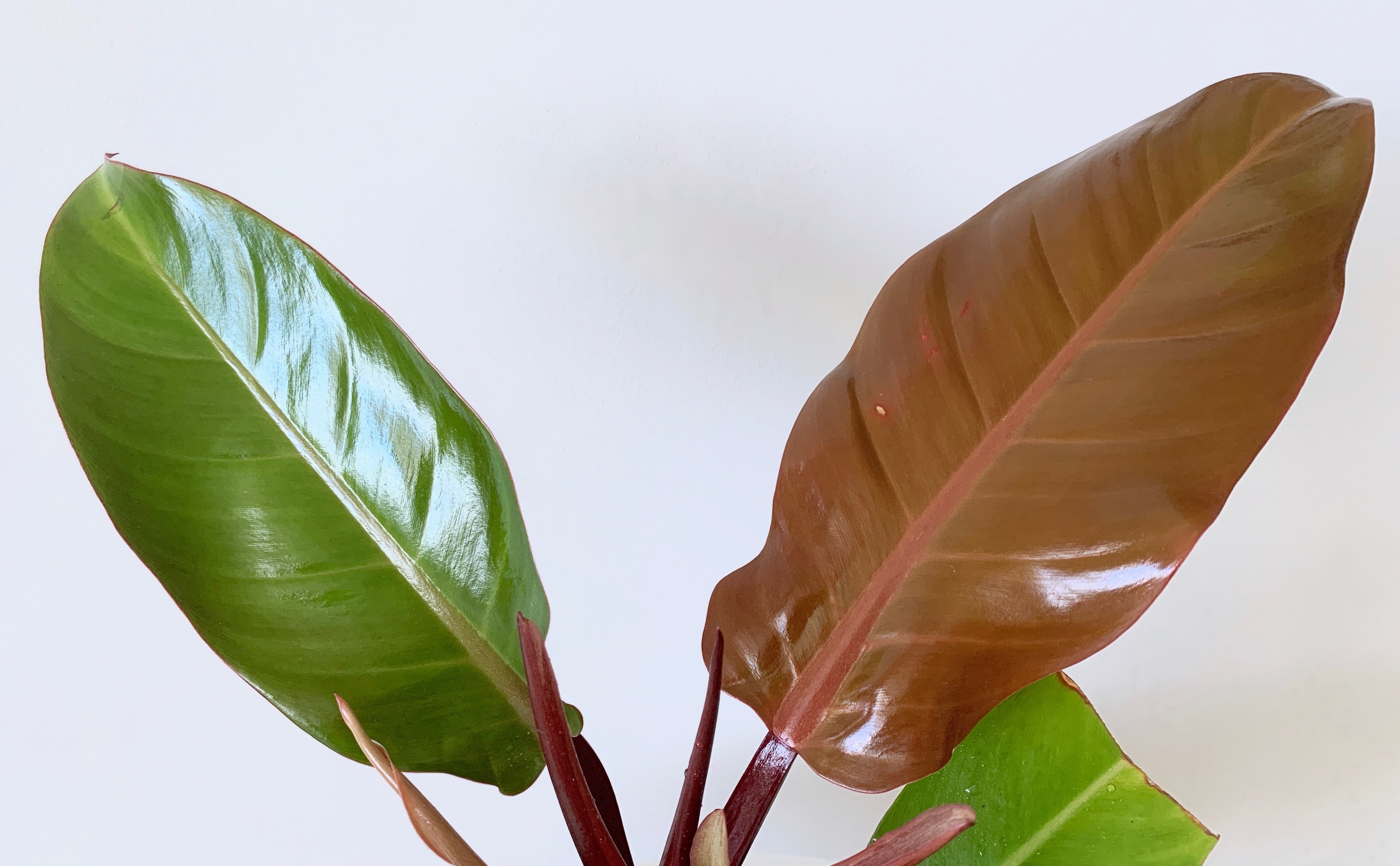 How To Shine Rubber Plant Leaves: DIY Homemade Leaf Shine Spray For  Houseplants 