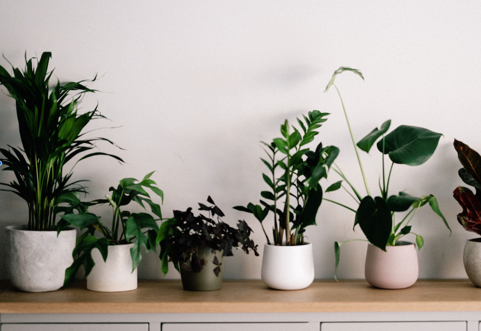 Best low-light indoor plants