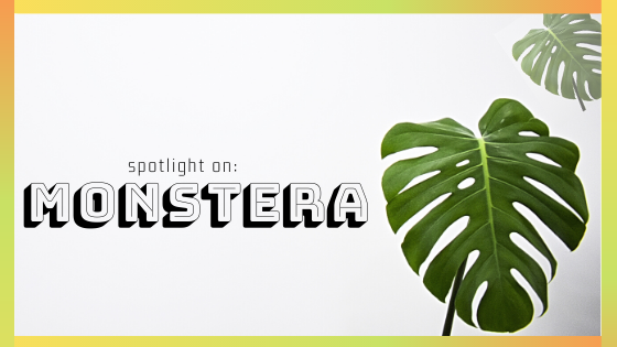 Monstera: In-Depth Guide to the Tropical Houseplant Favorite