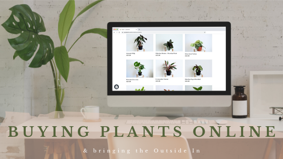 Ordering Houseplants Online: A Guide on Bringing the Outside In