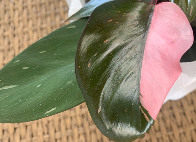 Pink Princess Philodendron: A Complete Guide