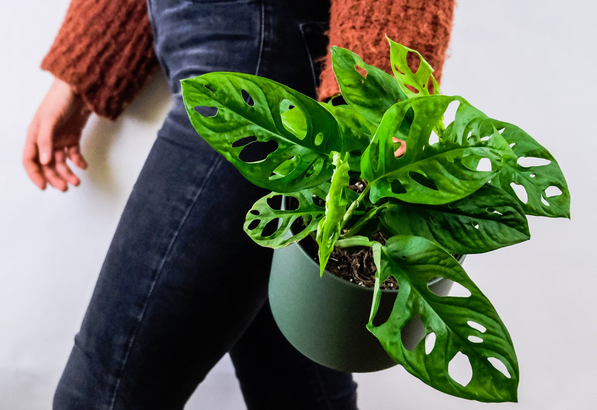 Remember These 5 Tips When Bringing Houseplants Inside for FallWinter