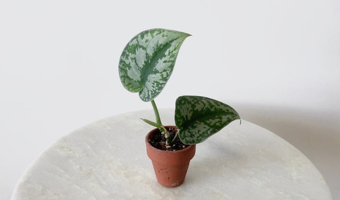 How to Propagate Your Indoor Plants Via Cuttings
