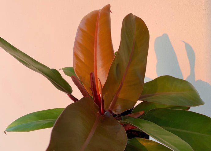 Spotlight on Philodendron Prince of Orange