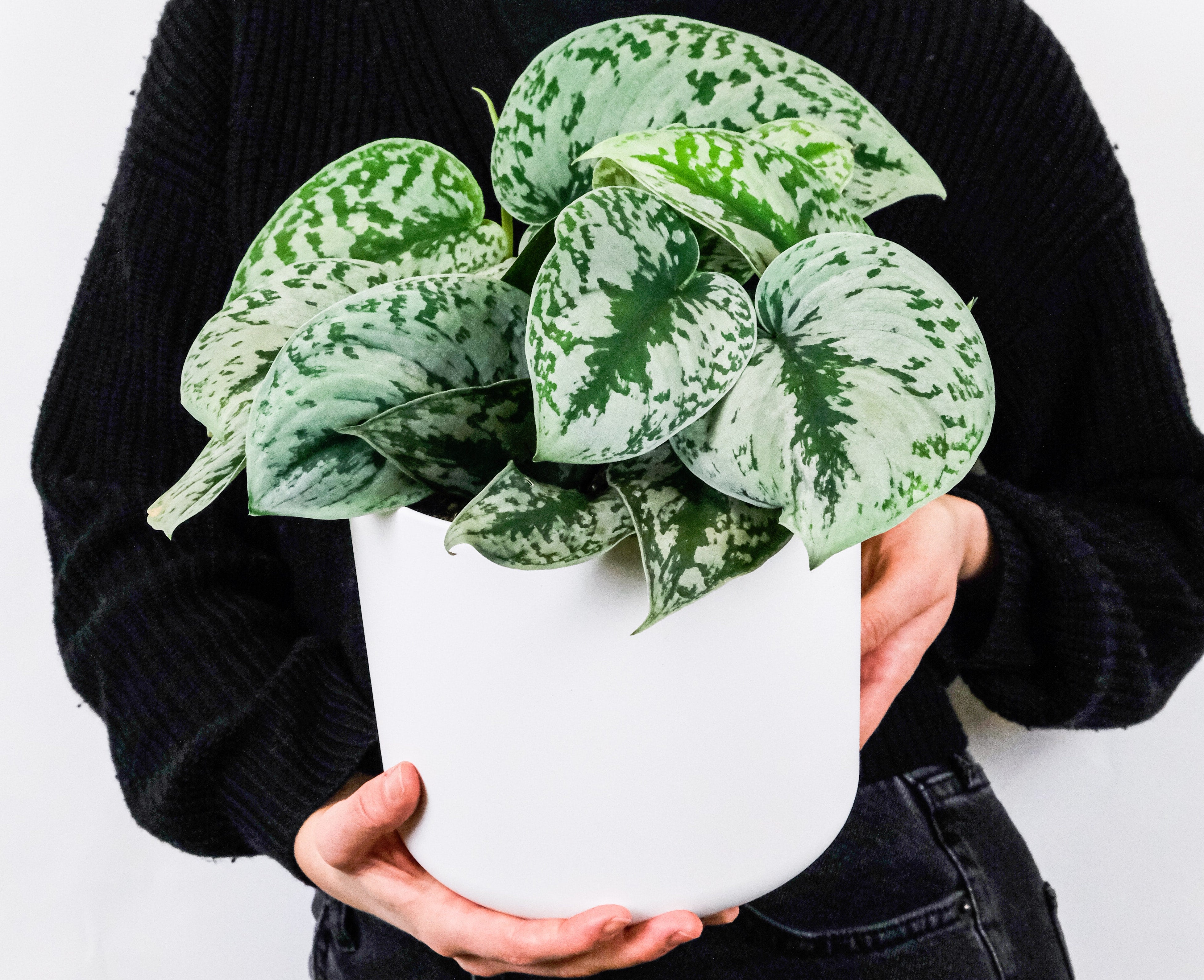 Repotting 101: Everything You Need to Know About Transplanting Your Ho   Outside In