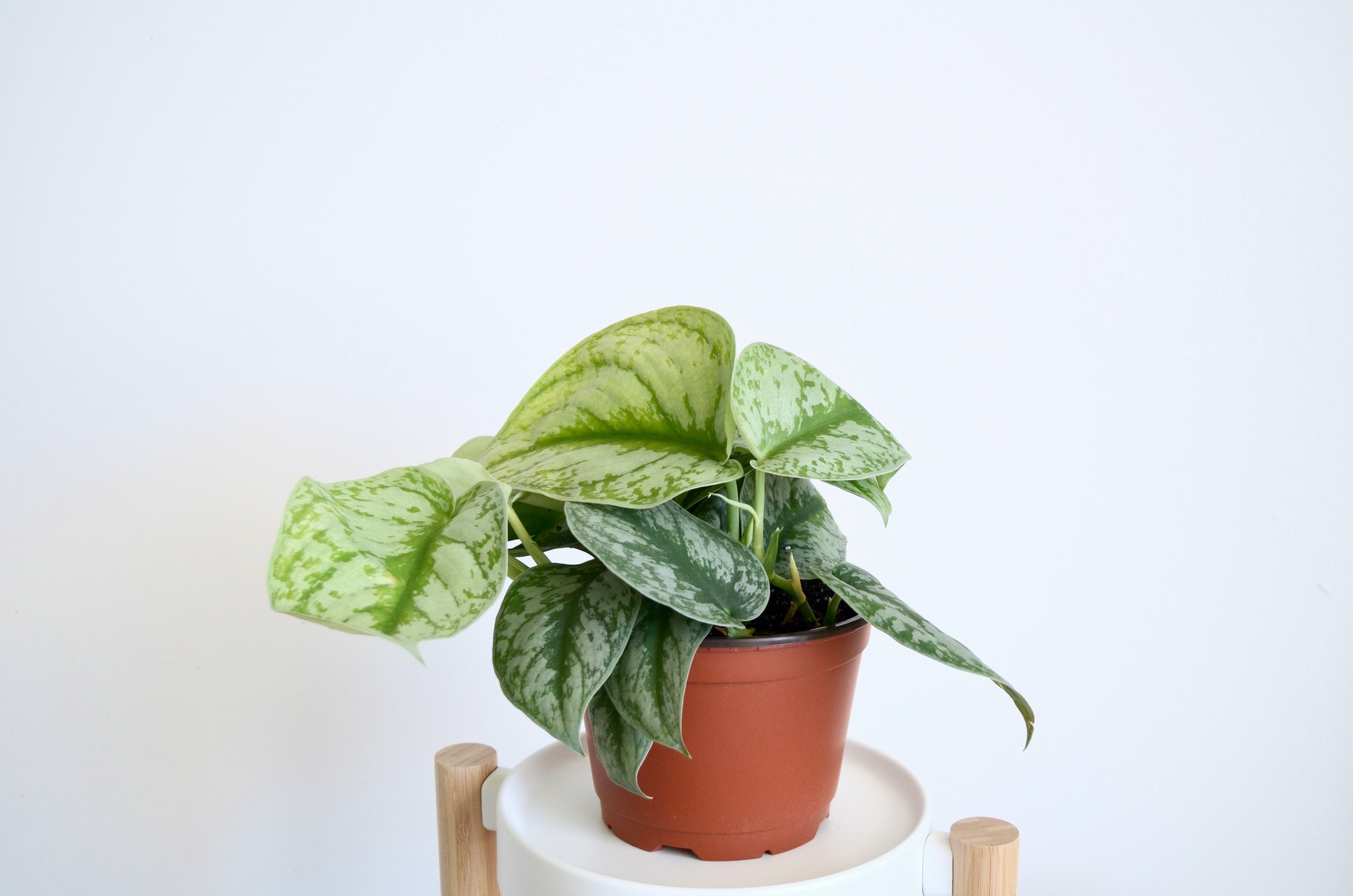 Silver Pothos: 'About Guide With Care & Details – Outside In
